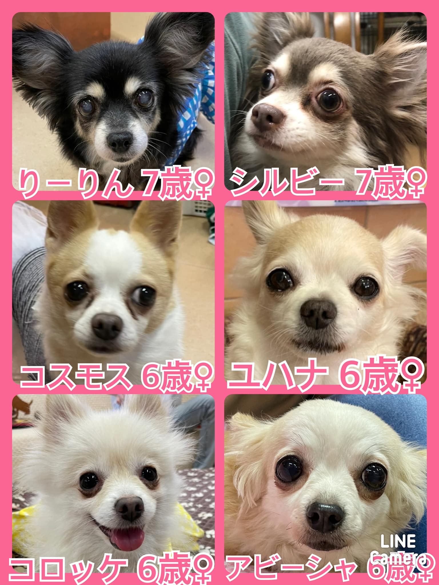 🐾今日の里親様募集中ワンコ🐶メンバーです🐾2022,6,7【保護犬カフェ天神橋店】